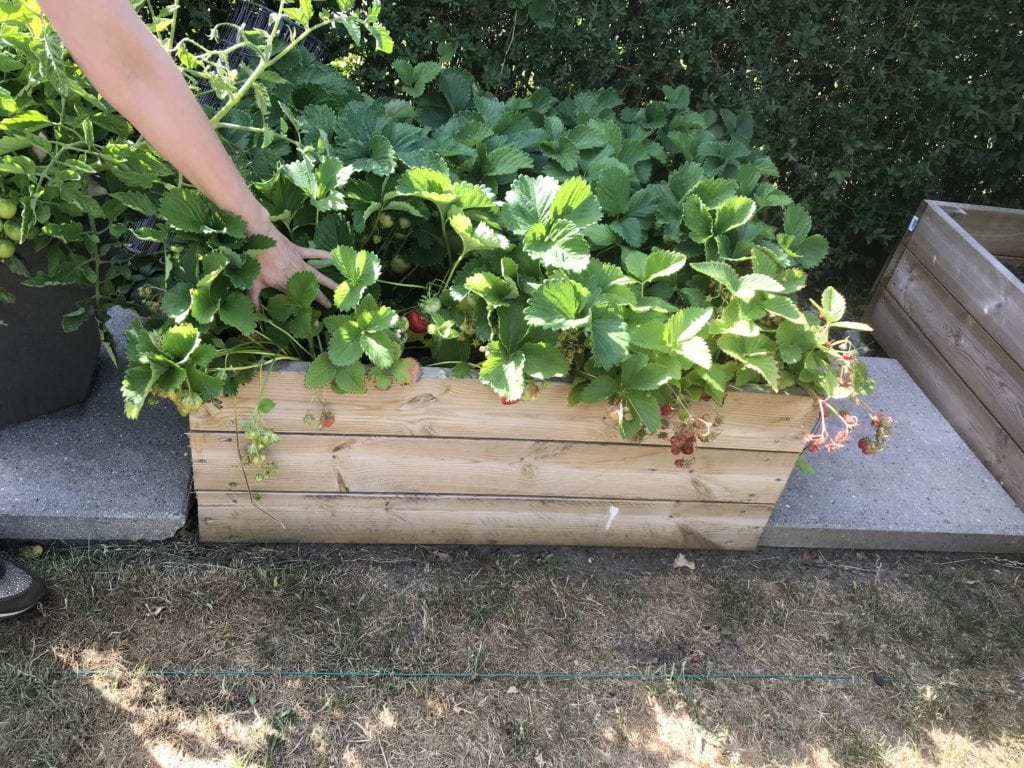 mancave.dk strawberries gardening