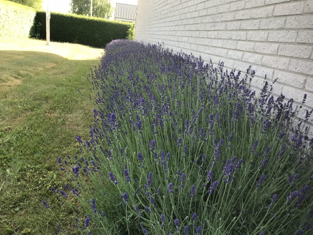 mancave.dk gardening lavender